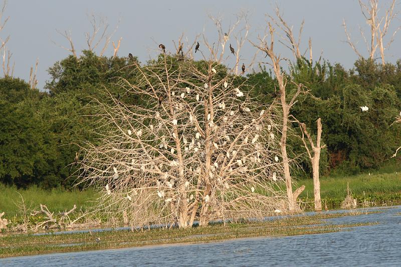 Cormorants on top_Egrets below.jpg